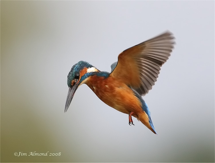 Kingfisher hover VP 12 9 08 IMG_1743